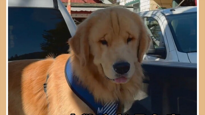 The puppy mayor is only responsible for healing the entire town.
