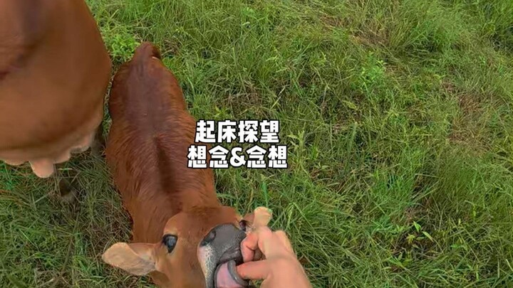 蛋清&蛋黄的鸟窝到啦......