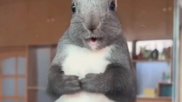 So this is how squirrels actually sound?