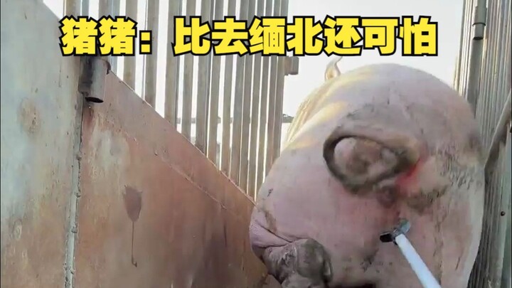 Chú Lợn: Còn đáng sợ hơn cả sang Bắc Miến!