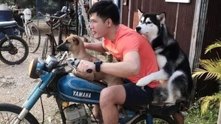 Cười Sảng Khoái Với Những Chú Chó Hài Hước Dễ Thương – Try Not To Laugh Funny Dogs Compilation