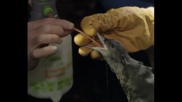 【#Mencuci Perut Burung, Yang Keluar Semua Plastik# [Terkejut]】