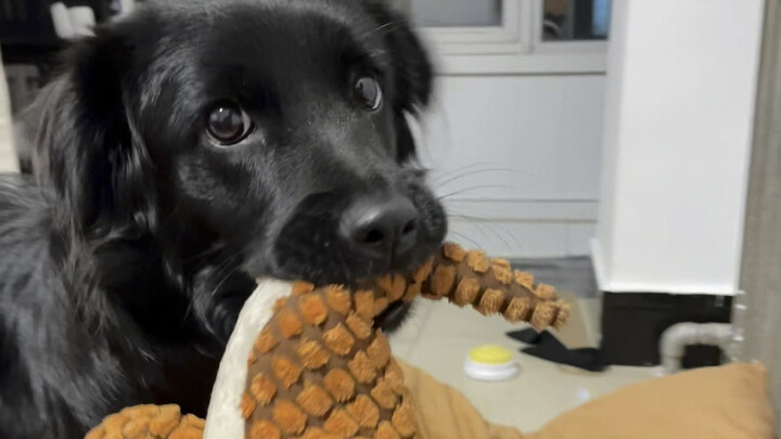 I finally realized it’s just an ordinary puppy.