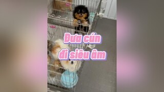 siu âm pầu thucung pomeranian chomeo dongvat phocsoc chamsocthucung