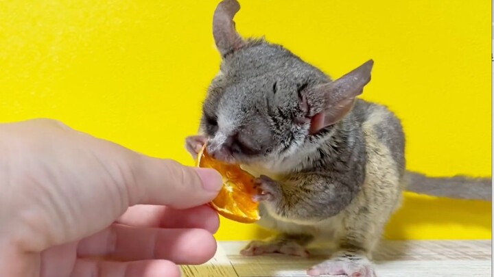 Pizza’s super-cute mukbang: crunching on dried mandarin oranges! [Baby Monkey Pizza]