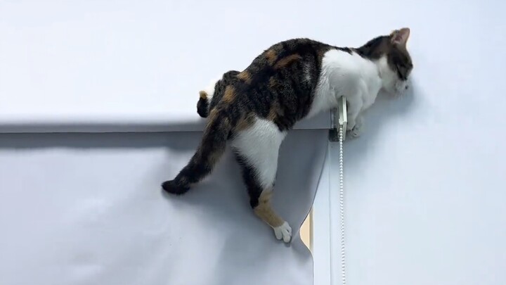 The Sterilization Counterattack