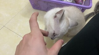 Hai bé mèo Anh Lông Ngắn tranh nhau papa