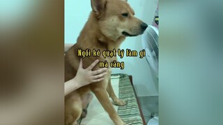 Chú cún thích quạt này liệu bán có ai mua không 😂😂. chó dog chó_cưng pet chókhôn