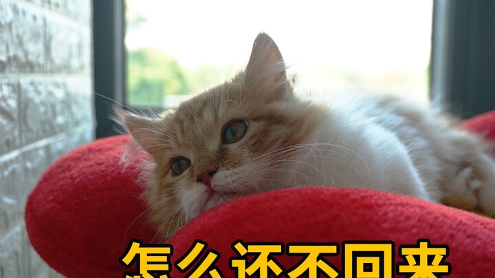 Rưng rưng nước mắt! Chú mèo “bám người” nhất trên Bilibili ở nhà chờ chủ về, còn an ủi chủ khi họ mệ