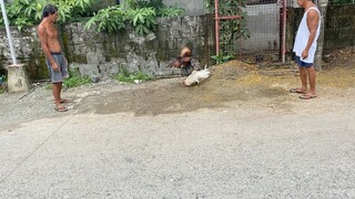 Possum sweater vs white spar stag