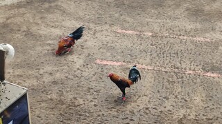 Berdugo Blueface Hatch x Lemon