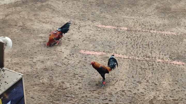 Berdugo Blueface Hatch x Lemon