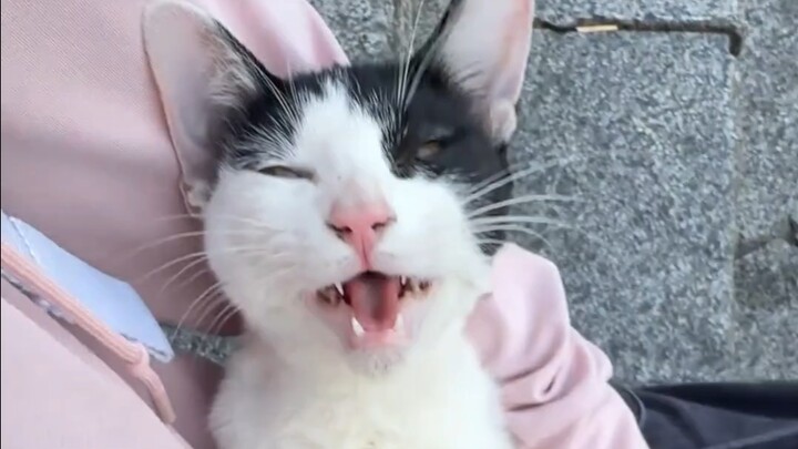 第一次遇见这么亲人的小猫