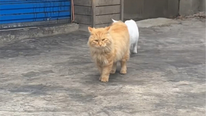 พอเขาปรากฏตัว ฉันก็รู้สึกว่าเขาเป็นหัวหน้าของพื้นที่นี้