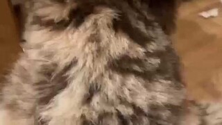 There's no denying how stunning Tiger is!