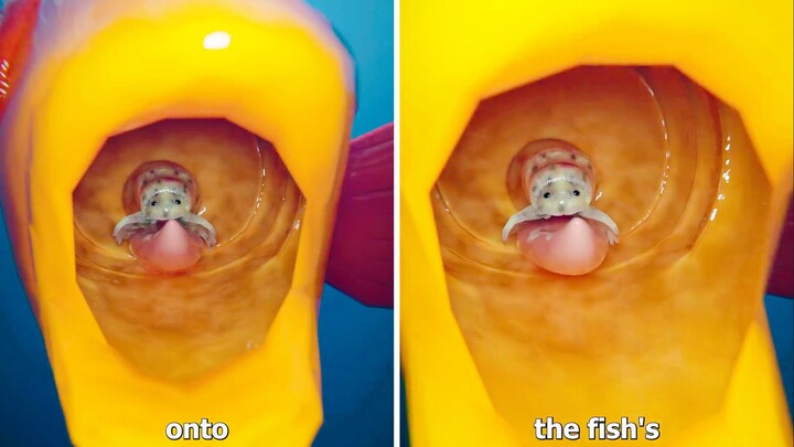 The eerie parasite that lives on a fish's tongue