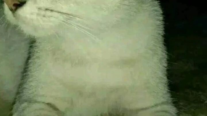 Kucing obito