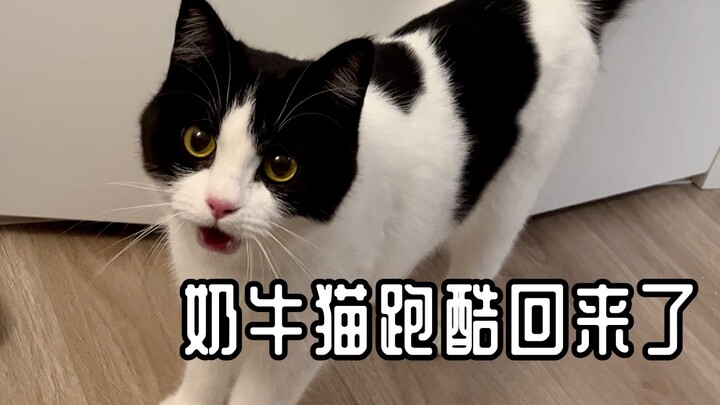 You're raising a milk-cow cat, then it's all good.