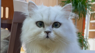 少一个眼以身还债蹭医保