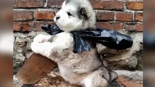 [Animals] Dogs: We have dreams