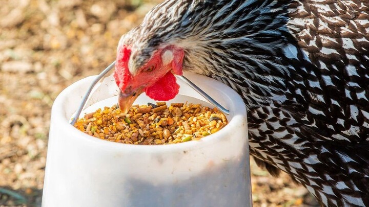 Chicken feed 05