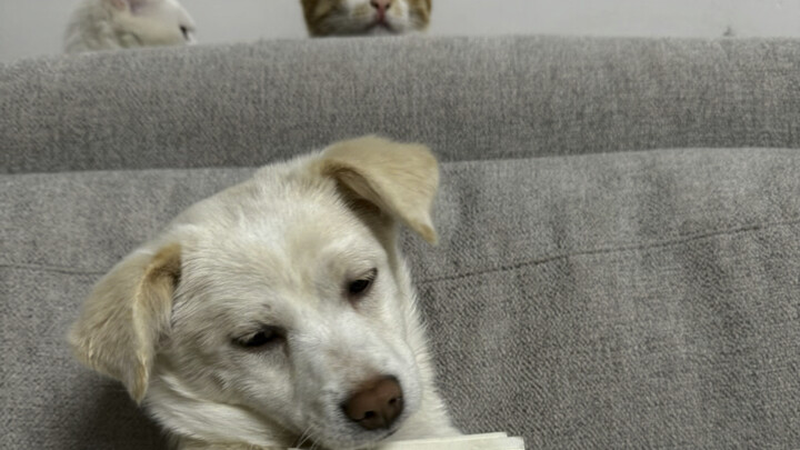 แมวน้อยสองตัวมาทานหม่าล่าถังอีกแล้ว