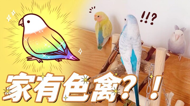 【Penulis meme memberi tahu Anda】Segala hal tentang burung berwarna peliharaan di rumah