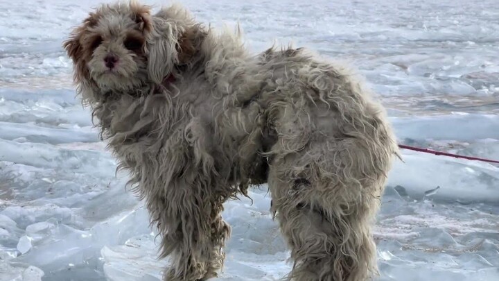 Sesama cewek yang jalan-jalan di Tibet bertemu anjing liar, lalu bilang, “Kemari, biar aku yang mera