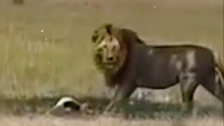 Báo hoa: Chúc mừng sinh nhật nhé Simba