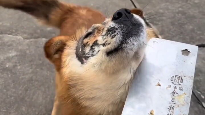 A farm dog's trust in its owner is unconditional.