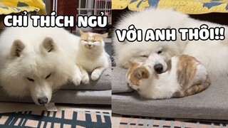 Con dâu nhỏ nuôi từ bé, 1 bước cũng ko rời anh 😎 | Pets