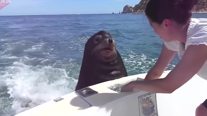 Sư tử biển: Nhanh đưa hết cá con ra đi!