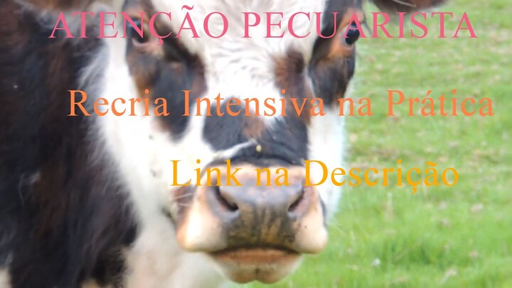 ATENCAO PECUARISTA -Aprenda a produzir um boi padrão exportação da forma mais LUCRATIVA E PRÁTICA