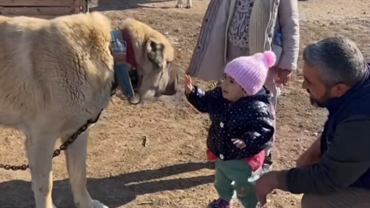 At first sight, it already knew this was its beloved owner’s child.