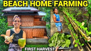 PHILIPPINES BEACH HOUSE FARMING - First Vegetable Harvest (Becoming Filipino)