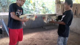 kanawayon hatch