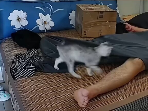 What is your Haki Cat doing while you're sleeping?