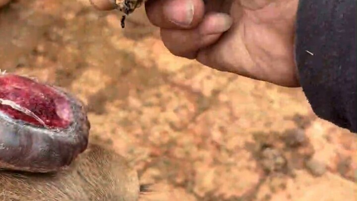 Đội mũ sừng hươu bằng tay