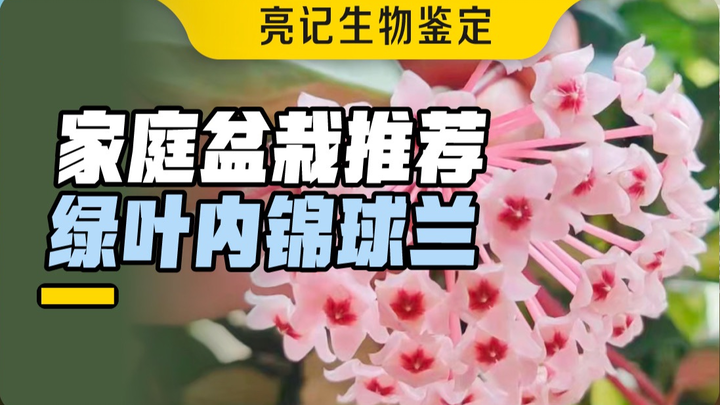 أربع سنوات، وأخيرًا انتظرت حتى تزهر زهرة الكرة!