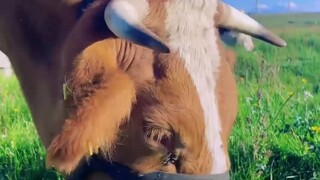 Watching cows graze makes me happier than watching handsome guys and beautiful girls.