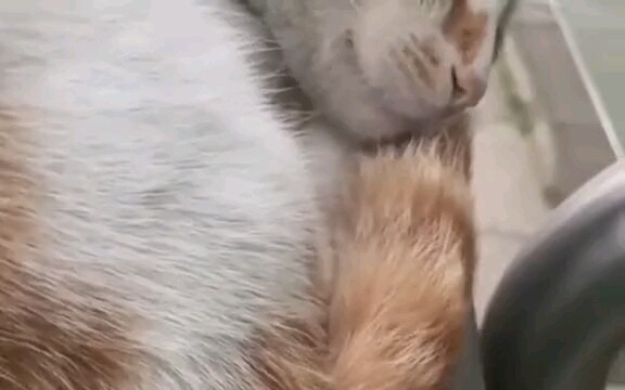Kucing tua di sekolah kami, dua ekor kucingnya bahkan bisa main bareng!
