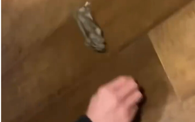 A single sunflower seed for 0-100 km/h acceleration