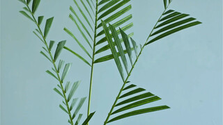 อาเมี่ยฮวาอี้｜คุณรู้หรือไม่ว่ามีวิธีการตัดใบแสตนดิฟรา 3 แบบระดับสูง?