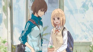 [Orange in the Orange] The sweetest show in history "Morning Glory and Kase-san"