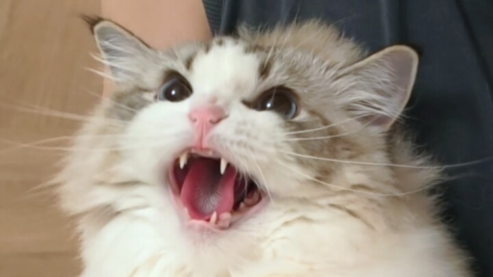 Sulit dibayangkan ini kucing yang sama