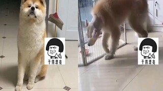 Chó con có bộ lông dày rậm được chủ đưa đi cạo lông, kết quả sau khi cạo xong thay đổi hoàn toàn khi