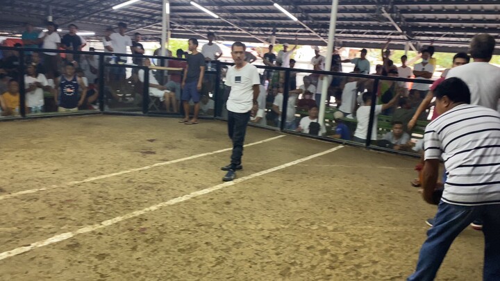 3 cock derby invitational @moncada tarlac W-L-W