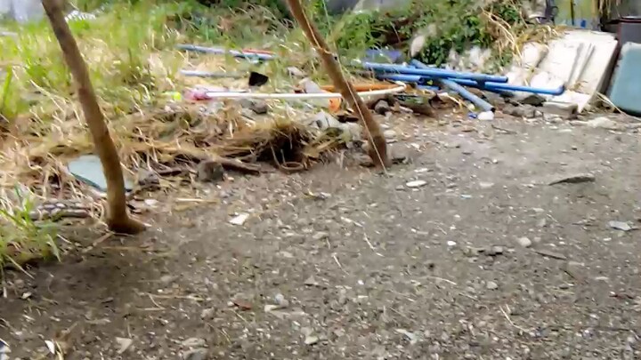 ang ganda ng mga manok