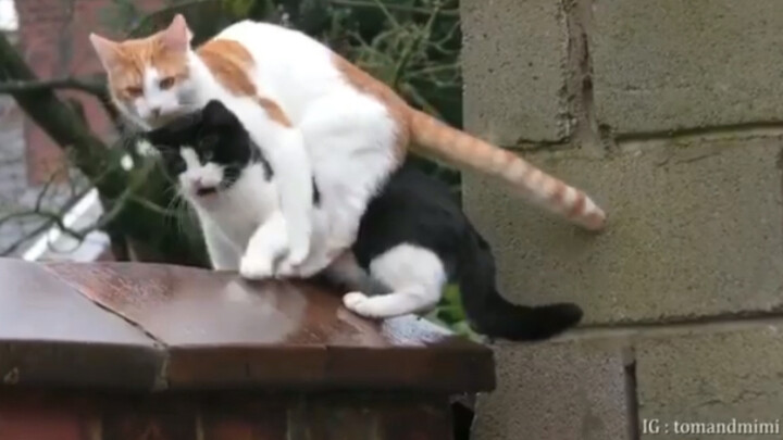 Dua ekor kucing secara menakjubkan memanjat dinding dengan gerakan yang sangat sinkron… (setelah itu