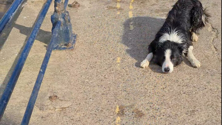 เก็บลูกบอลเหรอ? ไว้ใจฉันเลย!!